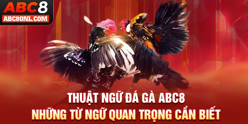 Thuật Ngữ Đá Gà ABC8 - Những Từ Ngữ Quan Trọng Cần Biết